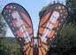 butterfly01