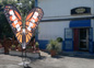 butterfly02