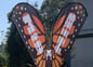 butterfly03